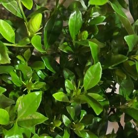 Photo of the plant species Gardenia 'August Beauty' by @HotKoa36 named Fernie Saunders on Greg, the plant care app