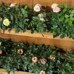 Photo of the plant species Rose by @HotKoa36 named Huckleberry Fern on Greg, the plant care app