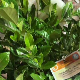 Photo of the plant species Gardenia 'August Beauty' by @HotKoa36 named Sir Plancelot on Greg, the plant care app