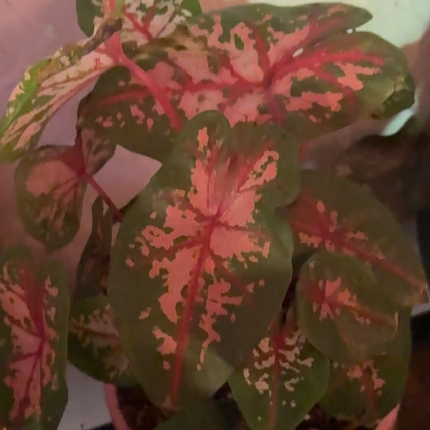 Photo of the plant species Angel Wings by @HotKoa36 named Doja Cat on Greg, the plant care app