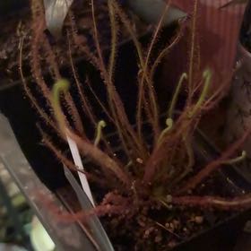 Photo of the plant species Filiformis by @HotKoa36 named Gaga on Greg, the plant care app