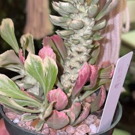 Photo of the plant species Variegated Monadenium by @HotKoa36 named Shakira on Greg, the plant care app