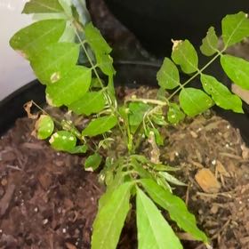 Photo of the plant species American Wisteria by @HotKoa36 named Sigmund on Greg, the plant care app