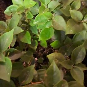 Photo of the plant species Bougainvillea Tree by @HotKoa36 named Bigleef Smalls on Greg, the plant care app