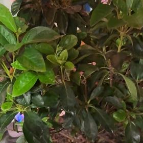 Photo of the plant species Azelea by @HotKoa36 named Luna on Greg, the plant care app