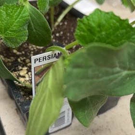 Photo of the plant species Persian Cucumbers by @WinPansy88 named Mochi on Greg, the plant care app