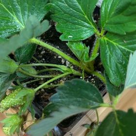 Photo of the plant species Quinault Strawberry by @WinPansy88 named Sherlock on Greg, the plant care app