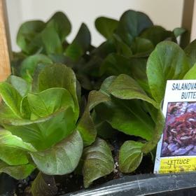 Photo of the plant species Salanova Red Butter Lettuce by @WinPansy88 named Tree Diddy on Greg, the plant care app