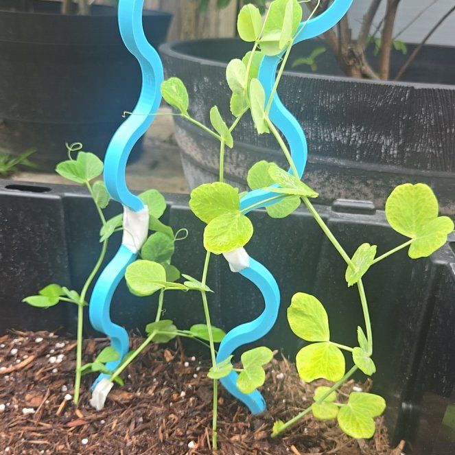 Photo of the plant species Sugar Snap Peas by @SecureDyebush63 named Snappies on Greg, the plant care app