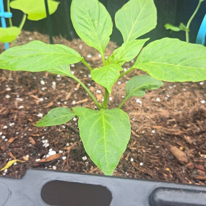 Photo of the plant species Lunchbox Yellow Pepper by @SecureDyebush63 named Lunchie on Greg, the plant care app