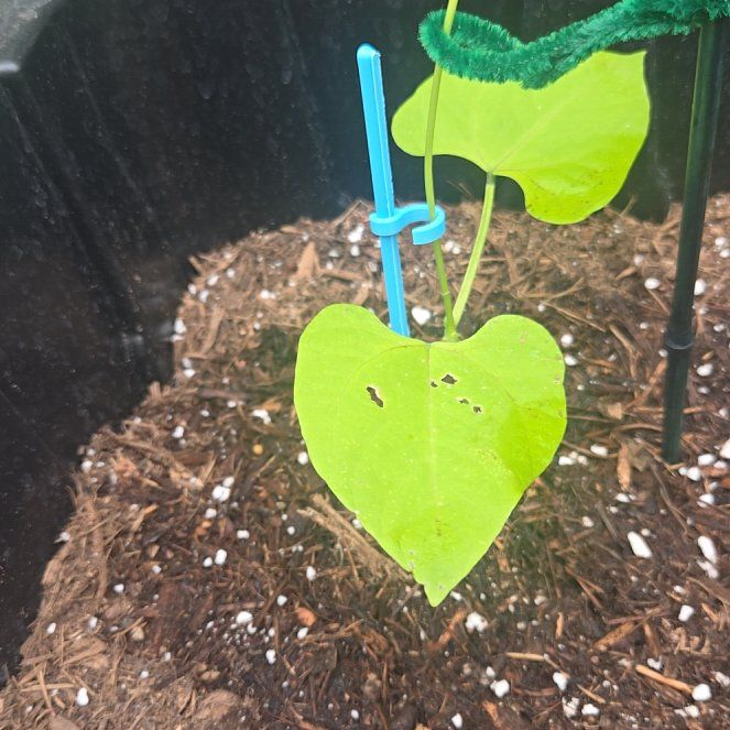 Photo of the plant species Blue Lake Pole Bean by @SecureDyebush63 named Scarlett on Greg, the plant care app