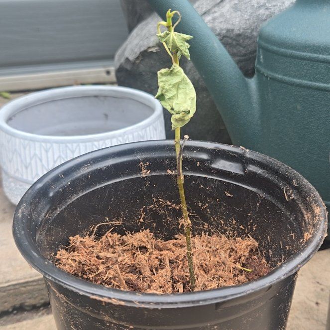 Photo of the plant species Fignomenal Fig Tree by @SecureDyebush63 named Kylie on Greg, the plant care app