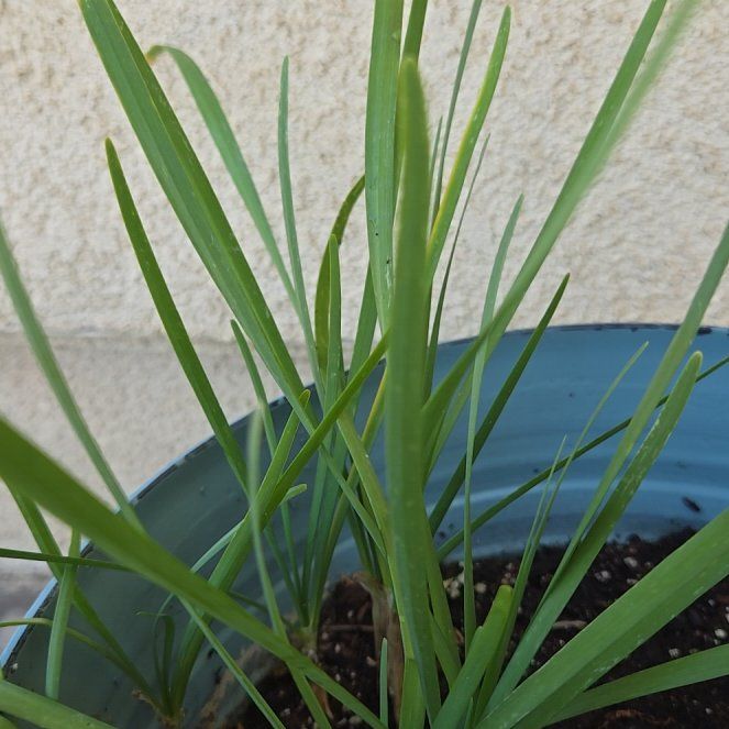Photo of the plant species Chinese Chives by @SecureDyebush63 named Gates on Greg, the plant care app