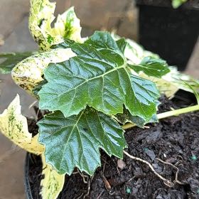 Photo of the plant species Bear's Breeches by @GenuineChards36 named Plato on Greg, the plant care app