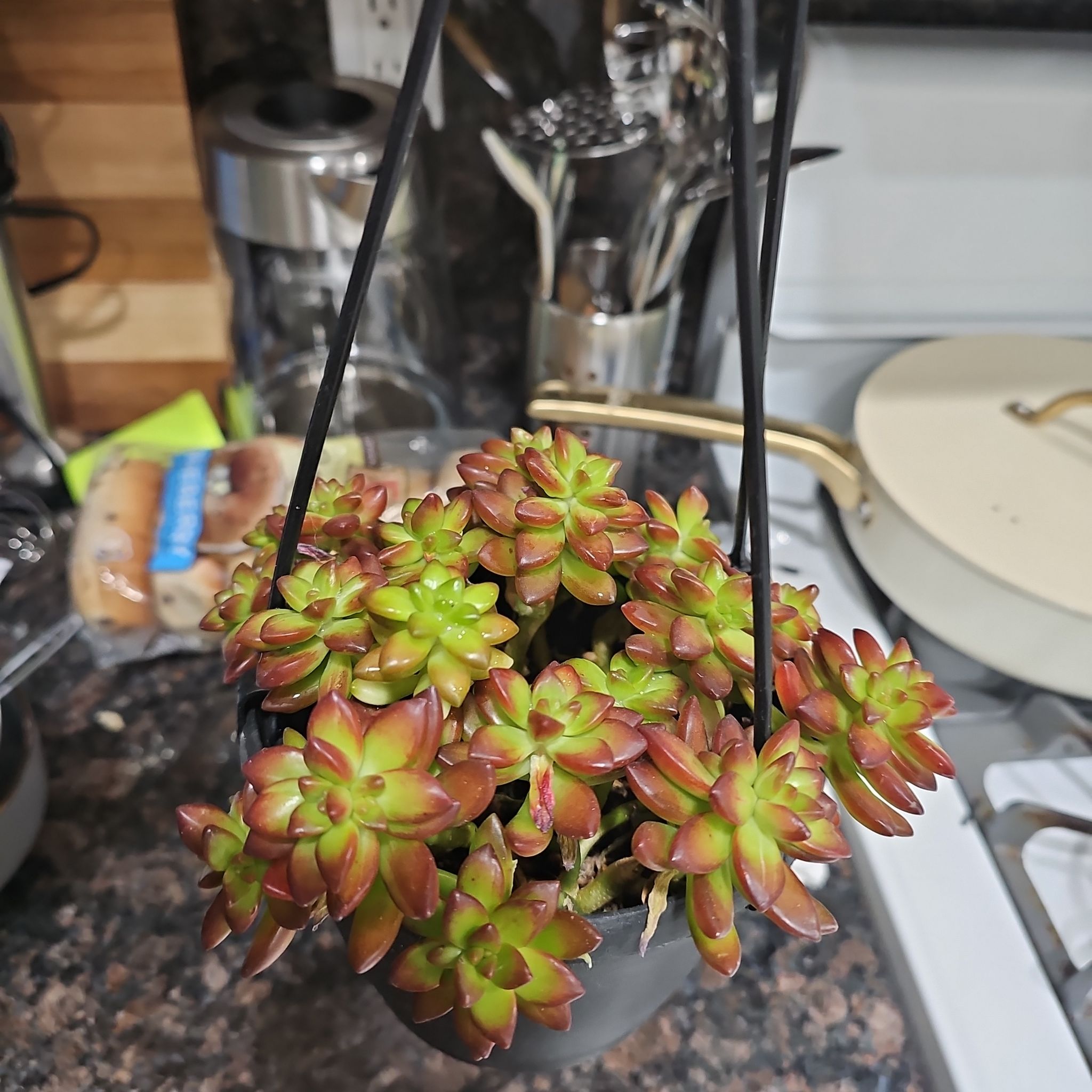Photo of the plant species Sedum adolphi 'Shooting Stars' by @ShinyFilbert76 named LiloStitch on Greg, the plant care app