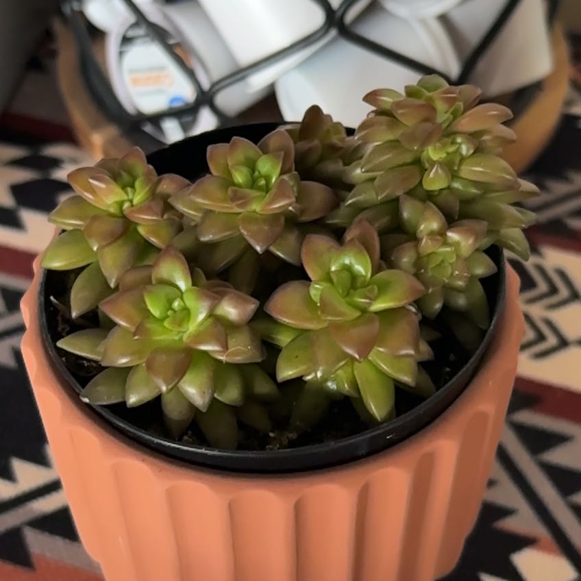 Photo of the plant species Sedum adolphi 'Shooting Stars' by @TopComet91 named Mochi on Greg, the plant care app