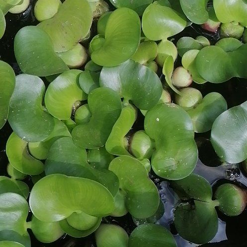 Photo of the plant species Common Water-Hyacinth by @ElderCapeweed19 named Gaga on Greg, the plant care app
