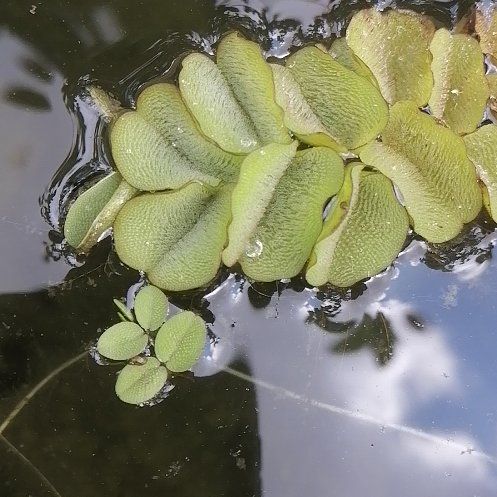 Photo of the plant species Water Spangles by @ElderCapeweed19 named Sproutacus on Greg, the plant care app