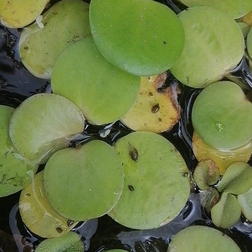 Photo of the plant species Common Duckmeat by @ElderCapeweed19 named Cleopatra on Greg, the plant care app