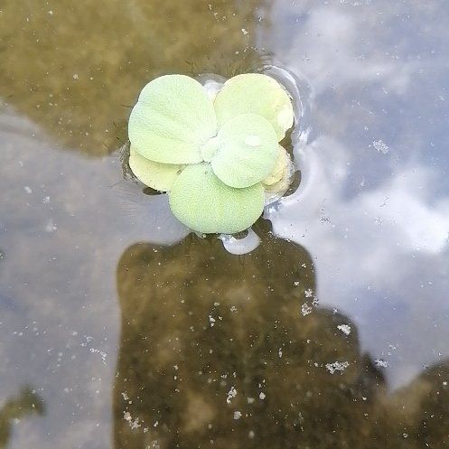 Photo of the plant species Water Lettuce by @ElderCapeweed19 named Bodhi on Greg, the plant care app
