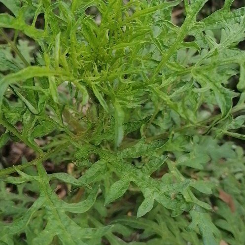 Photo of the plant species Lesser Swinecress by @ElderCapeweed19 named Marilyn on Greg, the plant care app