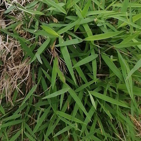 Photo of the plant species Japanese Stiltgrass by @ElderCapeweed19 named Dax on Greg, the plant care app