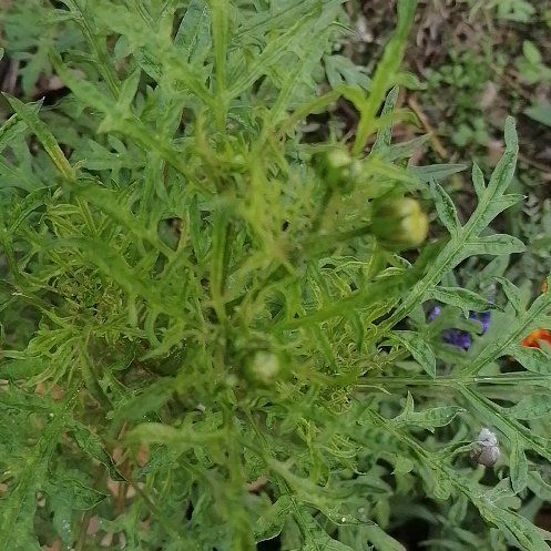 Photo of the plant species Senecio Jacobaea by @ElderCapeweed19 named Gomez on Greg, the plant care app
