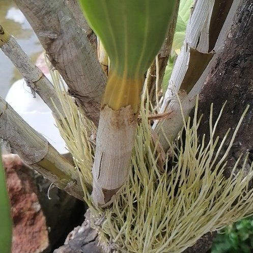 Photo of the plant species Canary Islands Candle Plant by @ElderCapeweed19 named Emerson on Greg, the plant care app