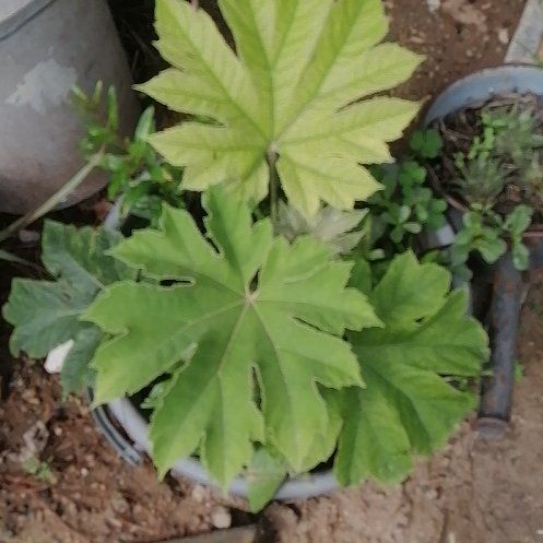 Photo of the plant species Chinese Rice-Paper Plant by @ElderCapeweed19 named Gates on Greg, the plant care app