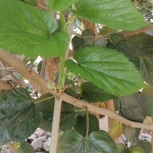 Photo of the plant species Black Mulberry by @ElderCapeweed19 named Lebron on Greg, the plant care app