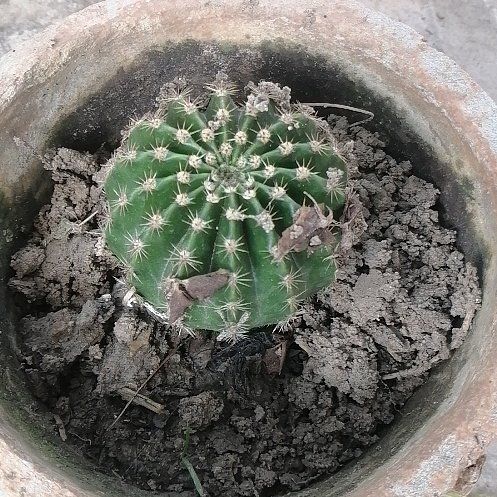 Photo of the plant species Barrel Cactus by @ElderCapeweed19 named Sonora on Greg, the plant care app