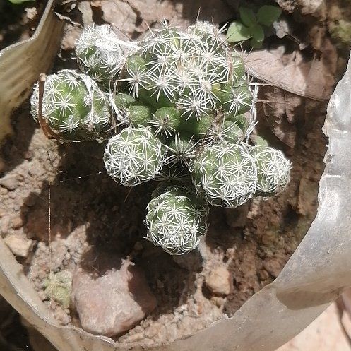 Photo of the plant species Coryphantha delicata by @ElderCapeweed19 named Elina on Greg, the plant care app
