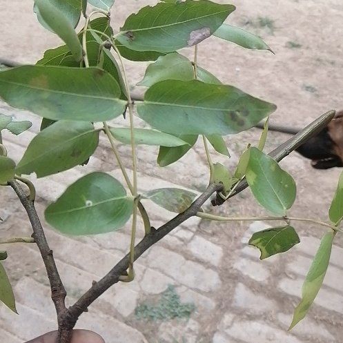 Photo of the plant species Japanese Pagoda Tree by @ElderCapeweed19 named Bruce Lee on Greg, the plant care app