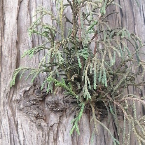 Photo of the plant species Red Pine by @ElderCapeweed19 named Khaleesi on Greg, the plant care app