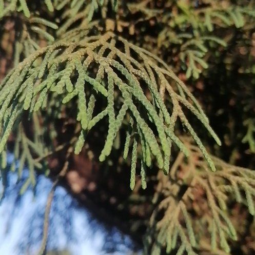 Photo of the plant species Mediterranean Cypress by @ElderCapeweed19 named Sherlock on Greg, the plant care app