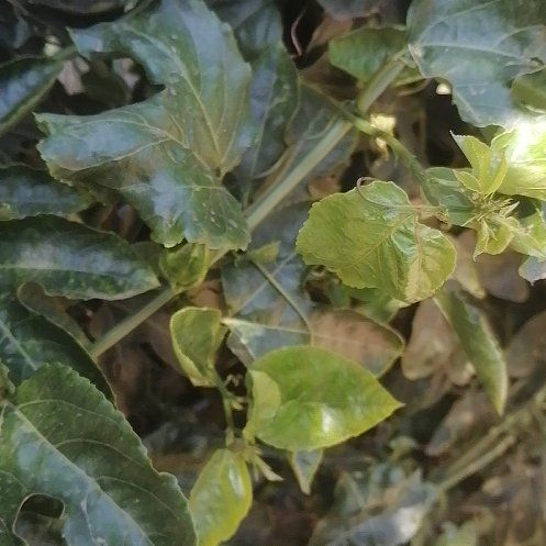 Photo of the plant species Passion Fruit by @ElderCapeweed19 named Stella on Greg, the plant care app
