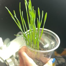 Photo of the plant species Wheatgrass by @HipRedrose9 named Walt on Greg, the plant care app