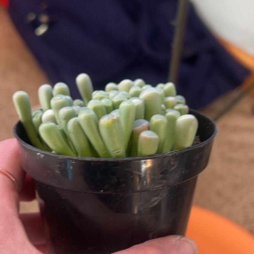 Photo of the plant species Baby Toes by @GuruWarnockia37 named Miley on Greg, the plant care app