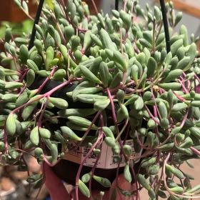 Photo of the plant species Ruby Necklace by @GuruWarnockia37 named Emerson on Greg, the plant care app