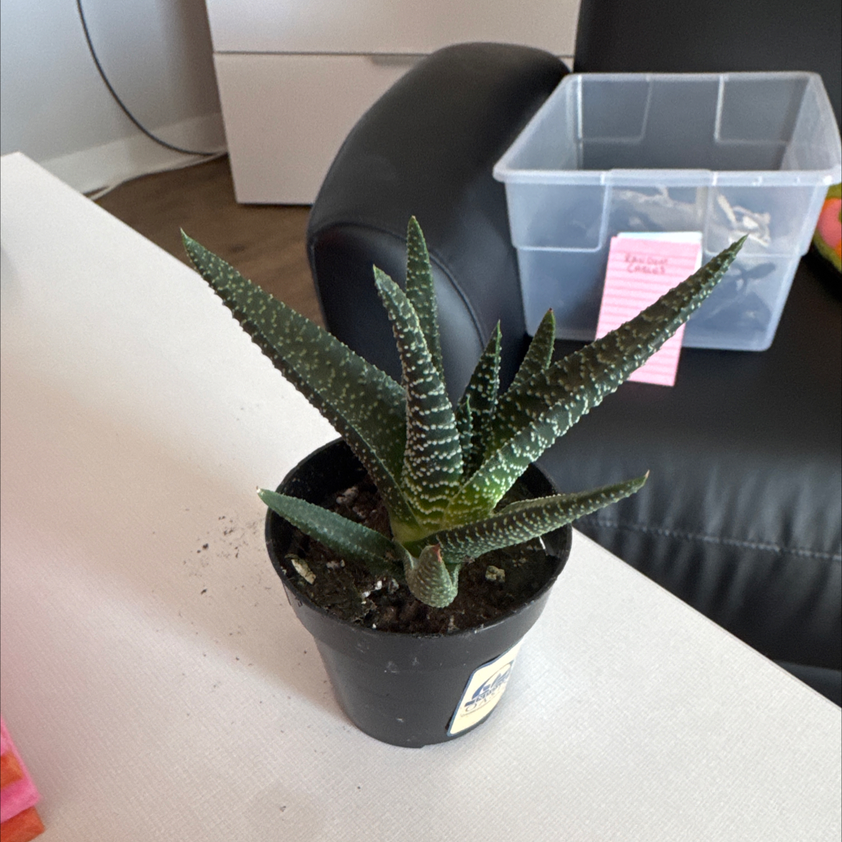 Photo of the plant species Pillansii by @DrivenAngelrope named Bruce Lee on Greg, the plant care app
