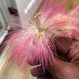 Photo of the plant species Albizia Julibrissin by @SirRoselle94 named Robert Plant on Greg, the plant care app