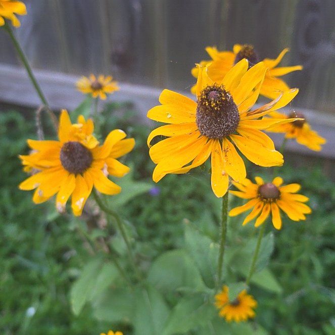 Photo of the plant species Brown-Eyed Susan by @AdeptSalsify89 named Figyonce on Greg, the plant care app