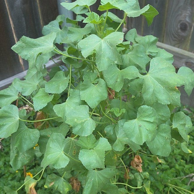 Photo of the plant species Malva Arborea by @AdeptSalsify89 named Fernie Mercury on Greg, the plant care app