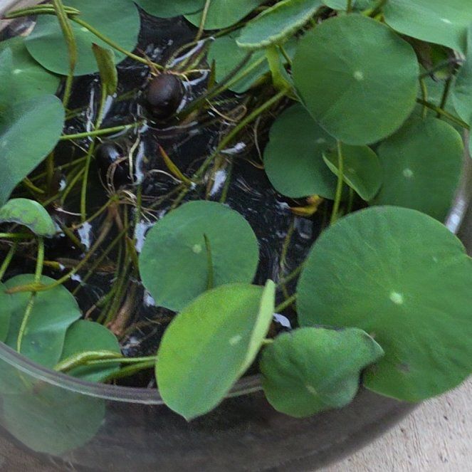 Photo of the plant species Whorled Pennywort by @AdeptSalsify89 named Naomi on Greg, the plant care app