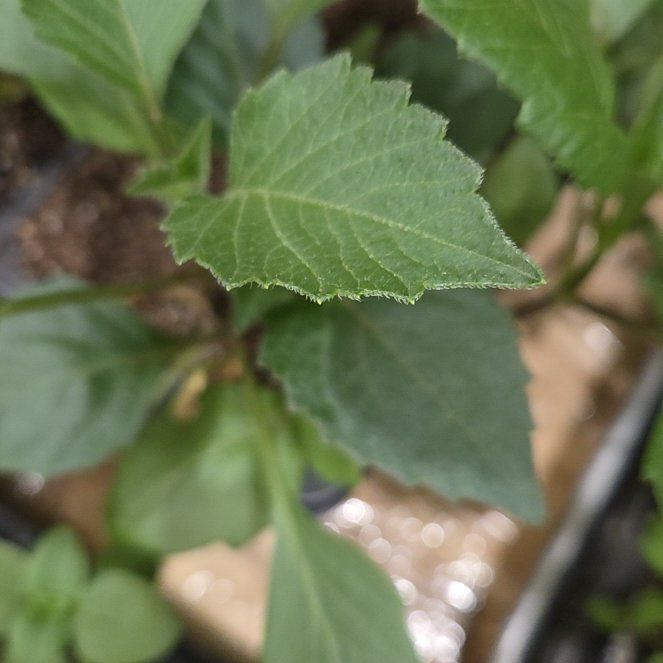 Photo of the plant species Garden Dahlia by @NewCatthyme80 named Sanders on Greg, the plant care app
