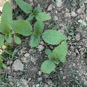 Photo of the plant species Hairy Galinsoga by @EvocativeRosea4 named Rainier on Greg, the plant care app