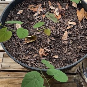 Photo of the plant species Mexican Redbud by @VipLarkspur65 named Mochi on Greg, the plant care app