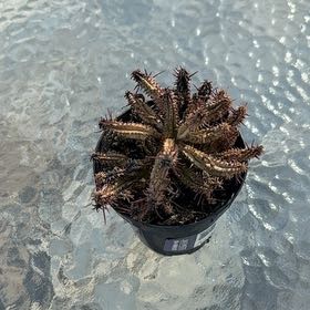 Photo of the plant species Euphorbia 'Green Elf' by @KnightSedum66 named Demi on Greg, the plant care app