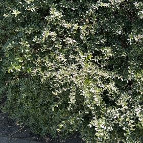 Photo of the plant species Japanese Spindle by @EarlyVaseyoak60 named Madonna on Greg, the plant care app