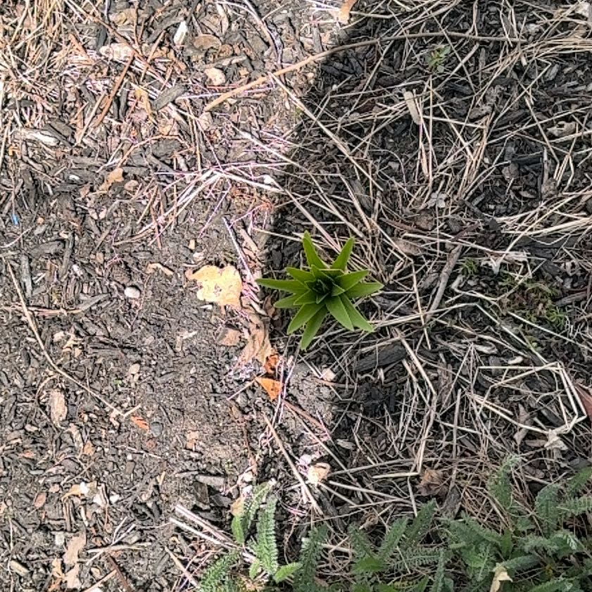 Photo of the plant species Humboldt's Lily by @EarlyVaseyoak60 named Scarlett on Greg, the plant care app